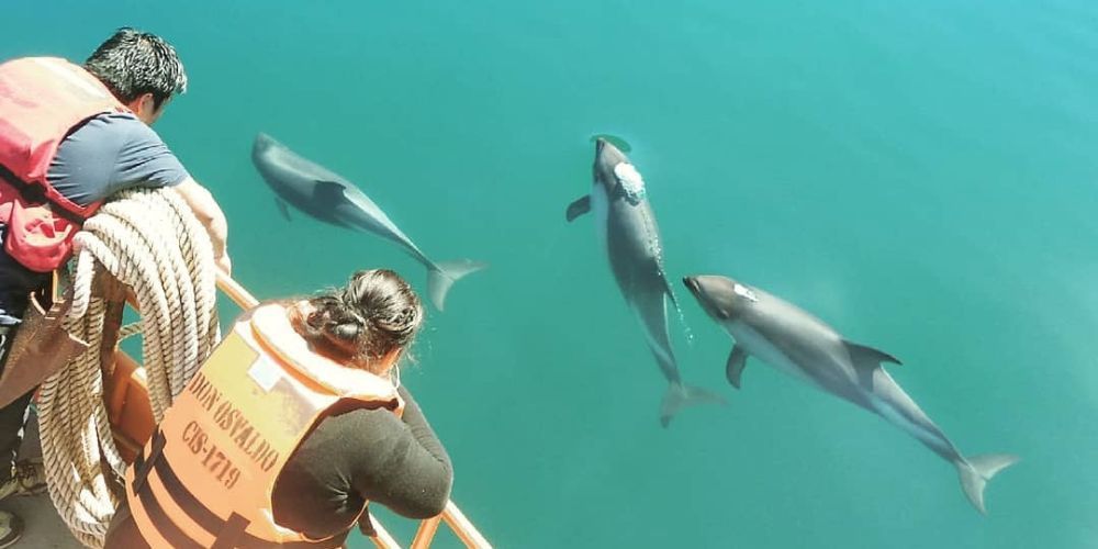 Delfín Chileno en Puerto Cisnes