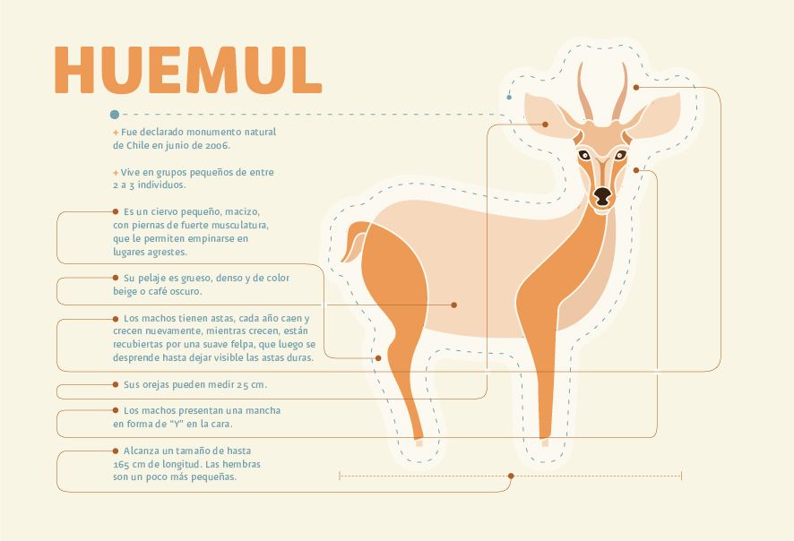 Infografía sobre el Huemul